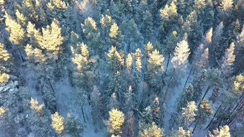 Camera moving forward above snowy forest in winter, aerial view Stock Footage 289006305