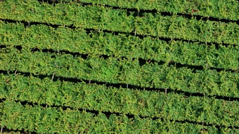 Camera moving forward above vineyard field revealing grapevines Stock Footage 283274685