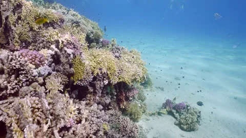 Camera moving forward along border of coral reef and sandy bottom Stock Footage 252016488