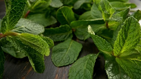 Camera moving forward among mint foliage. Rich green color. Plants growing at Video stock 129796609