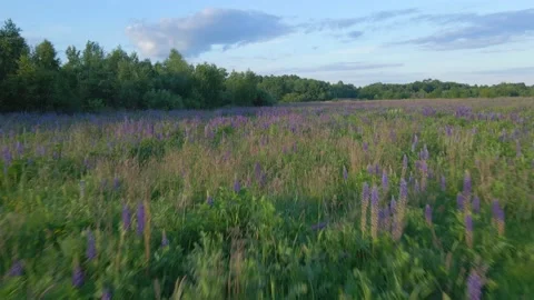 Camera moving forward high speed above blooming lupines flower field Stock Footage 156592109
