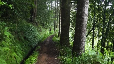 Camera moving forward on hiking trail in lush green forest Stock-Footage 293158801