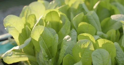 Camera is moving forward as light breeze is ruffling lettuce leaves in trough, Stock Footage 338338723
