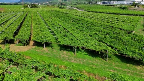 Camera moving forward over beautiful green vineyard Stock Footage 283273893