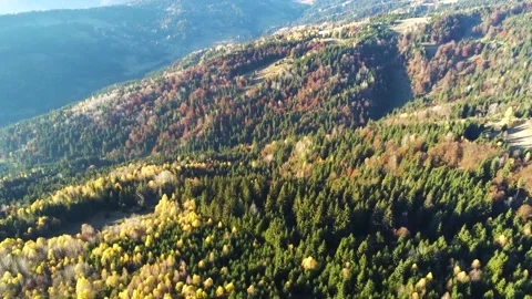 Camera moving forward over deciduous woods Stock Footage 142748360