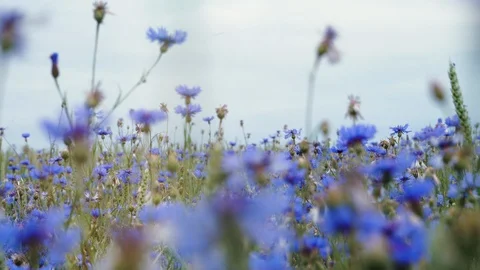 Camera moving forward over the top of blue meadow knapweed wildflowers in the Stock Footage 103994986