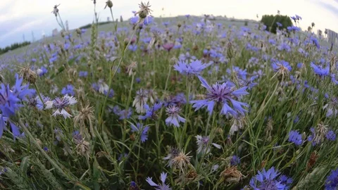 Camera moving forward over the top of blue cornflower wildflowers in the floral Stock Footage 104975563