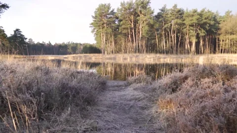 Camera moving forward revealing beautiful lake reflecting pine forest at sunrise Stockbeeldmateriaal 293082164