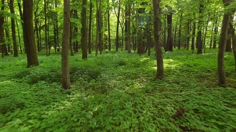 Camera moving forward through the forest, low over green forest floor. Stock Footage 76934408
