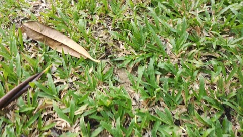 Camera moving forward through  fresh spring green grass on pretty meadow. Vídeos de archivo 126779658