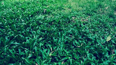 Camera moving forward through  fresh spring green grass on pretty meadow. Video stock 130360430