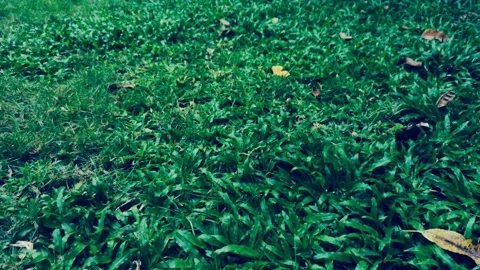 Camera moving forward through  fresh spring green grass on pretty meadow. 動画素材 130362989