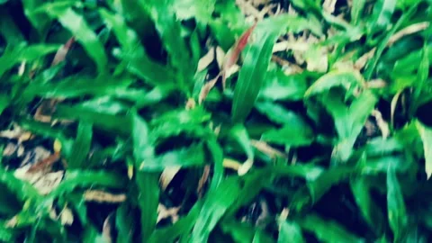Camera moving forward through  fresh spring green grass on pretty meadow. 動画素材 130363031