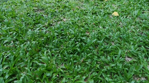 Camera moving forward through  fresh spring green grass on pretty meadow. 動画素材 130363112