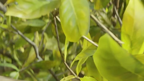 Camera moving forward through green lush foliage. Leaves close-up, macro Stock Footage 246595818