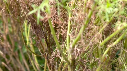 Camera moving forward through green and dry plant stems in the garden Stock-Footage 343175046