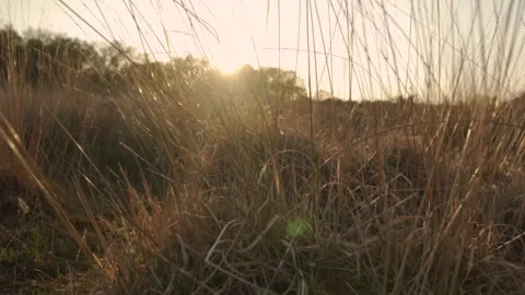 Camera moving forward through high grass at sunset Stock Footage 291881555