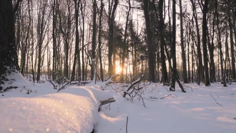 Camera moving forward through snowy forest at sunset Video stock 292924691