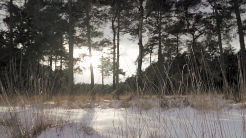 Camera moving forward through snowy forest Stock Footage 293082066