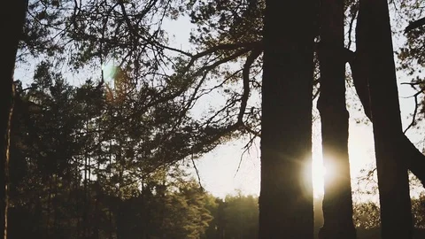 Camera moving forward through the trees and branches in forest Stock Footage 89668617