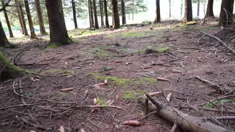 Camera moving forward through the trees in a lush forest Stock Footage 217362772