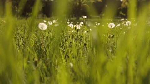 Camera moving forward through white dandelion flowers and fresh spring green Stock Footage 91931829