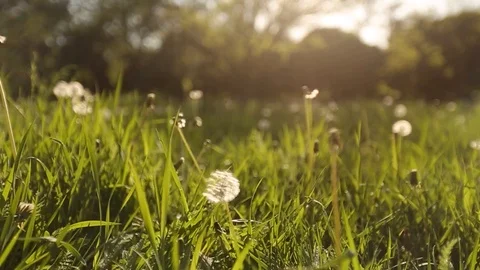 Camera moving forward through white dandelion flowers and fresh spring green Stock Footage 91969678