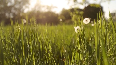 Camera moving forward through white dandelion flowers and fresh spring green Stock-Footage 93342004