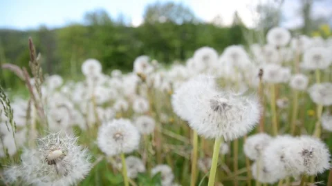 Camera moving forward through white dandelion flowers and green grass on field Stock Footage 114570922