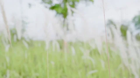 Camera moving forward through white grass flower natural meadow Stock Footage 160017605