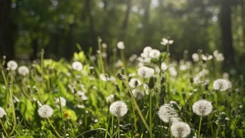 Camera moving forward through white dandelion flowers and fresh spring green Stock Footage 194386703