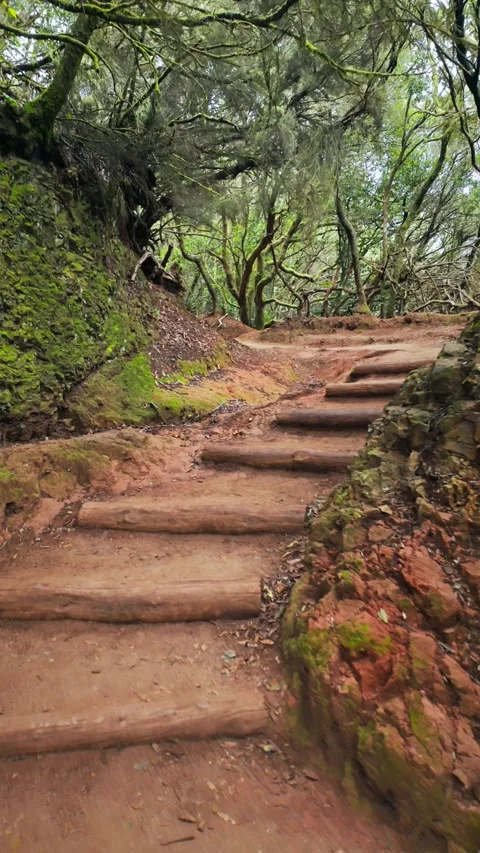 Camera moving forward on trail with wooden stairs Stock Footage 294290736