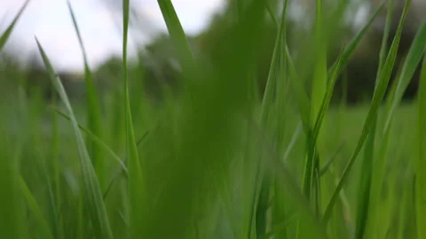 Camera moving forward very low and close through the fresh spring green grass Stock Footage 191955436