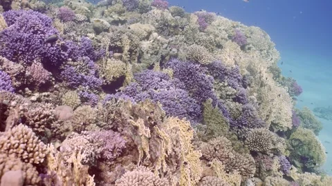 Camera moving forwards above beautiful colorful coral reef with tropical fish Stock Footage 252016830