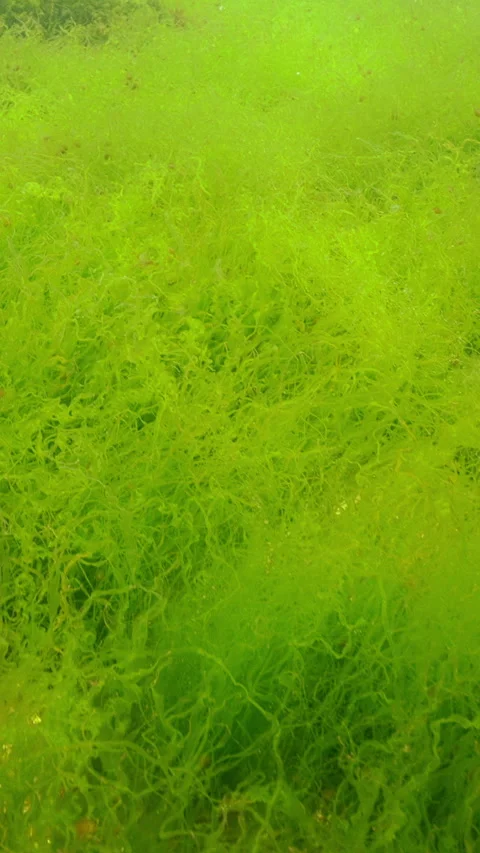Camera moving forwards above dense thickets of swaying green algae of Goutweed Stock Footage 316225936