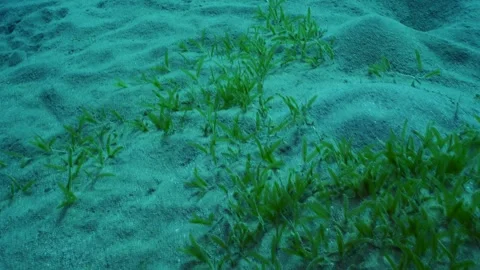 Camera moving forwards above sand seabed covered with Smooth ribbon seagrass Stock Footage 252016617