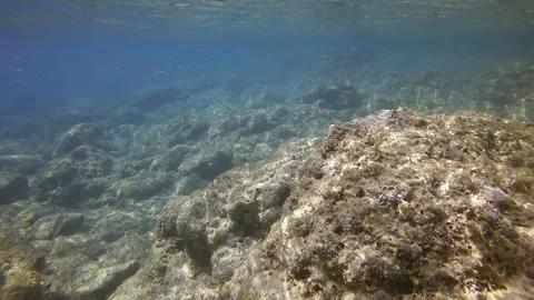 Camera moving forwards above seabed with large stones covered with algae in Stock Footage 255110484