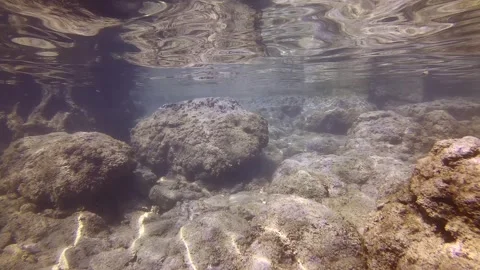 Camera moving forwards above seabed with large rocks covered with algae in Stock Footage 255110575