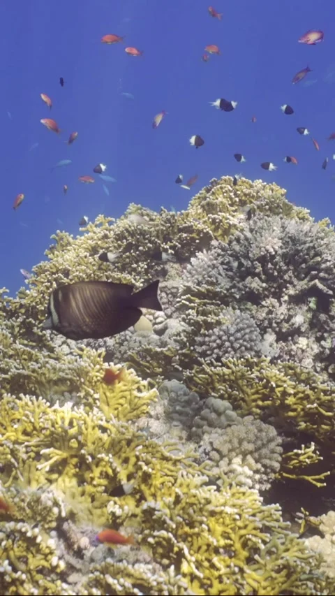 Camera moving forwards approaching coral reef covered with hard corals, tropical Stock Footage 252016112