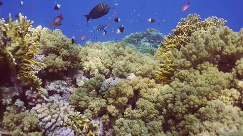 Camera moving forwards approaching coral reef covered with soft and hard corals, Stock Footage 252016332