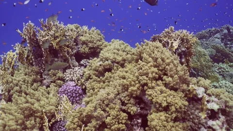 Camera moving forwards approaching coral reef covered with soft and hard corals, Stock Footage 252016717