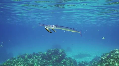 Camera moving forwards approaching of Garfish swims under surface of water, Stock Footage 299576137