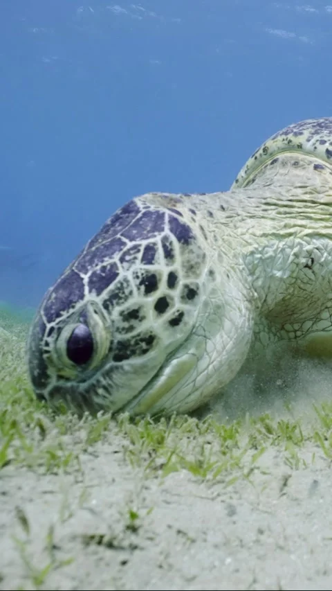 Camera moving forwards approaching Great Green Sea Turtle grazing sand seabed in Stock Footage