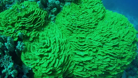 Camera moving forwards approaching the massive colorful Lettuce coral Stock Footage 322869211