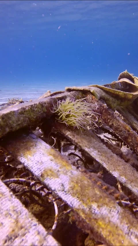 Camera moving forwards approaching to Mediterranean snakelocks sea anemone on Stock Footage 255110257
