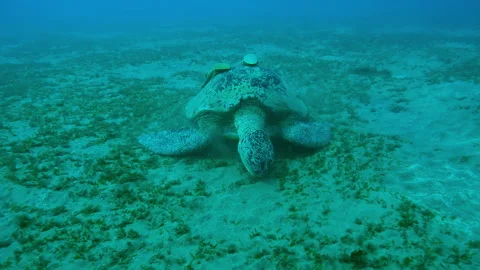 Camera moving forwards approaching a Sea Turtle grazing on seabed, Front view Stock Footage 314220888