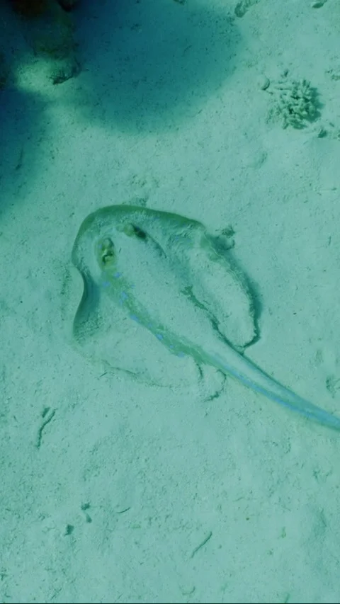 Camera moving forwards approaching Stingray lies on sandy bottom then swims, Stock Footage 246357135