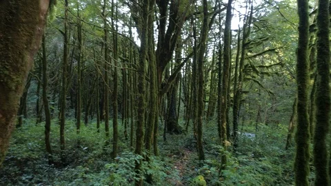 Camera moving forwards inside the mysterious green forest. Stock Footage 99949272