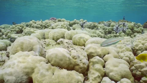 Camera moving forwards over hard corals colony Porites on shallow water, Stock Footage 247021074