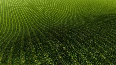 Camera Moving on Grass, 4K Animation, 3D Rendering Stock Footage 122248500